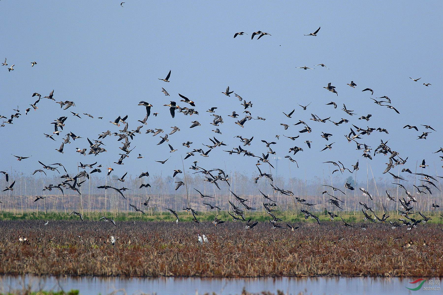 群鸟起舞大场景(7d2拍)(获鸟网首页主题推荐)