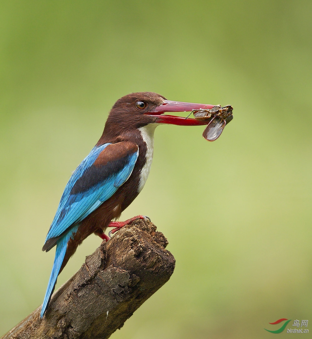 清晰漂亮的白胸裴翠