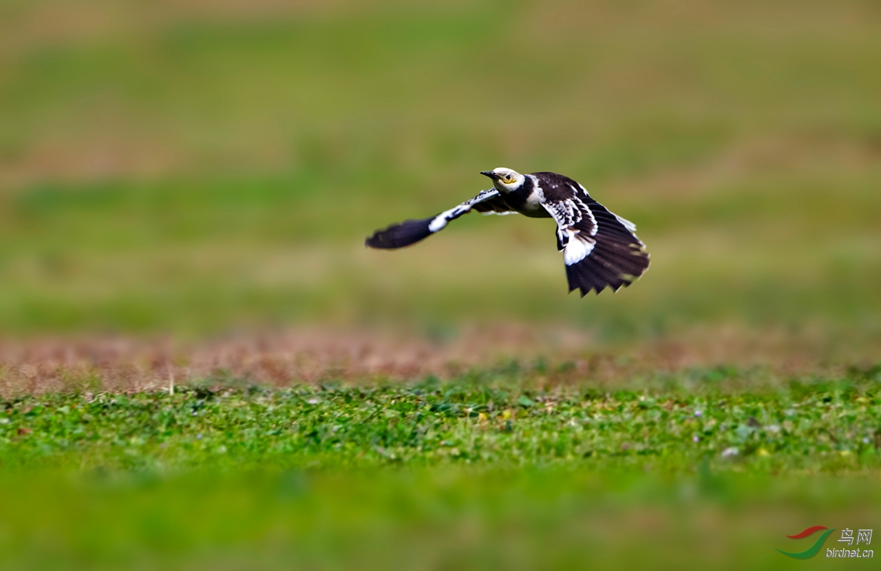 穿老羊皮袄唱花儿的黑领椋鸟(获鸟网首页主题推荐)