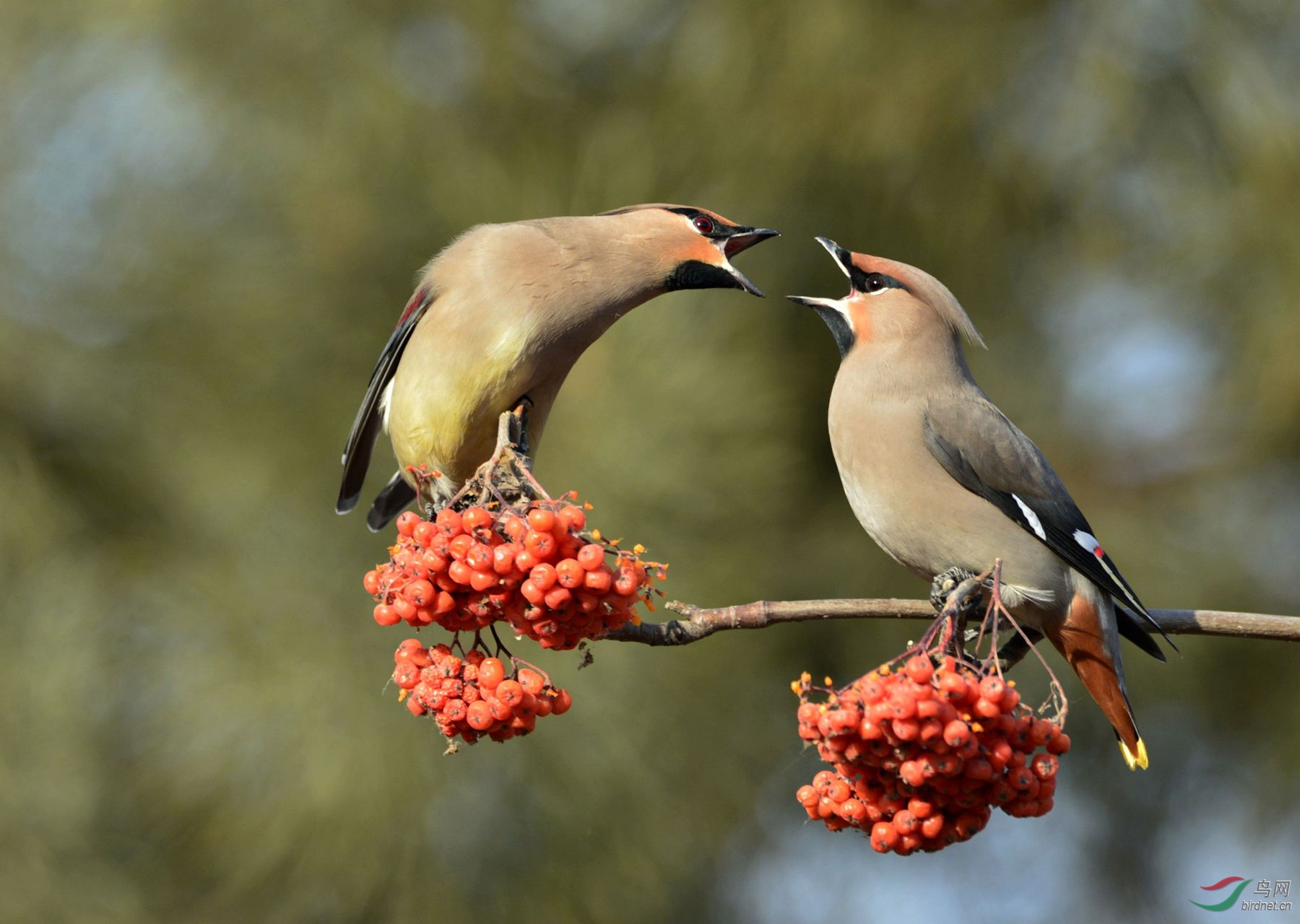 小太平鸟干红眼了