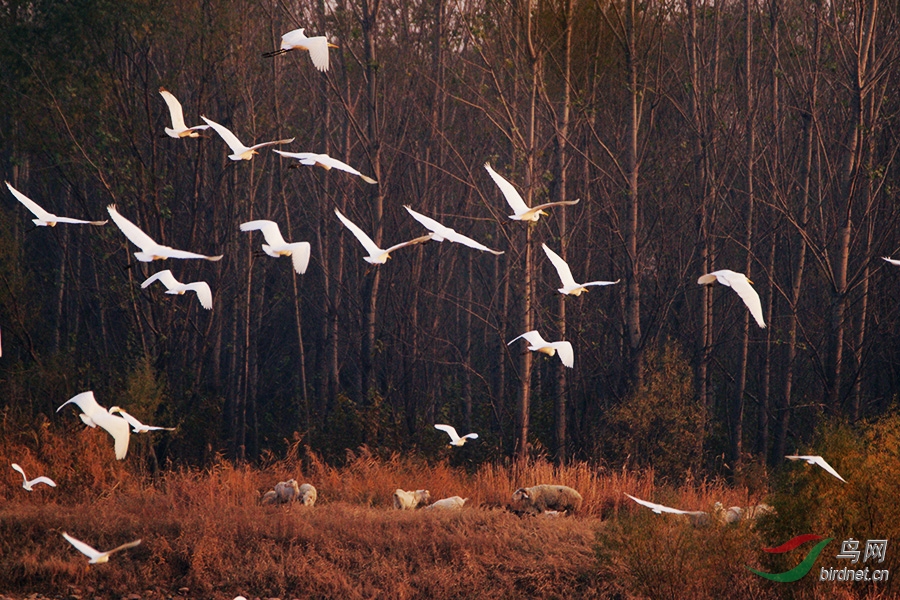 白鹭群飞4.jpg