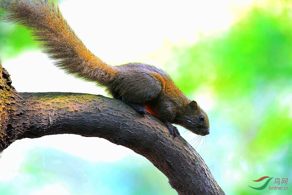 一组尾巴漂亮的赤腹松鼠