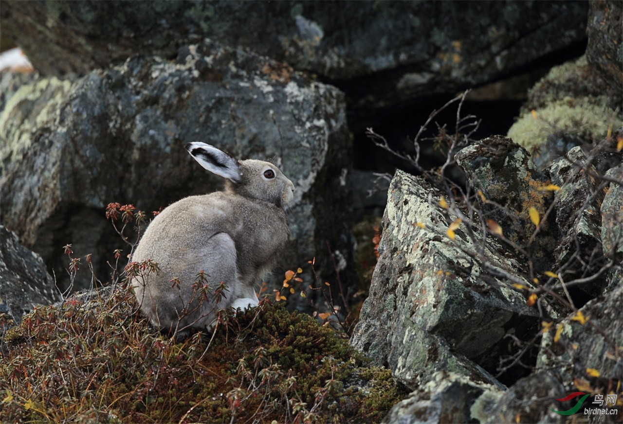 阿尔卑斯山上的兔子图片