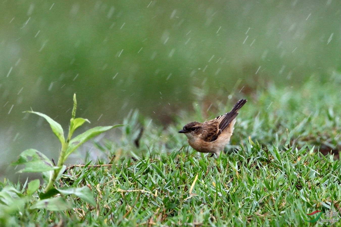 风雨中