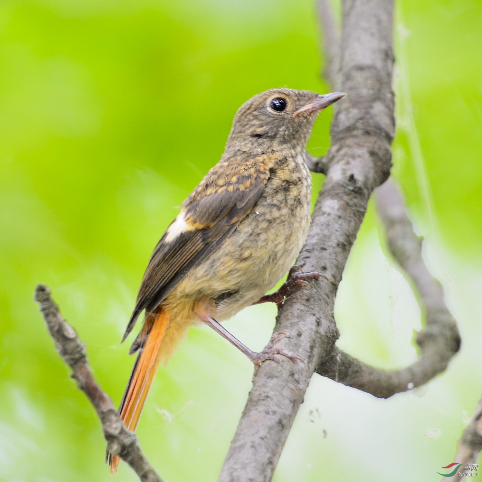 请教鸟名 - 鸟类识别 bird identification 鸟网