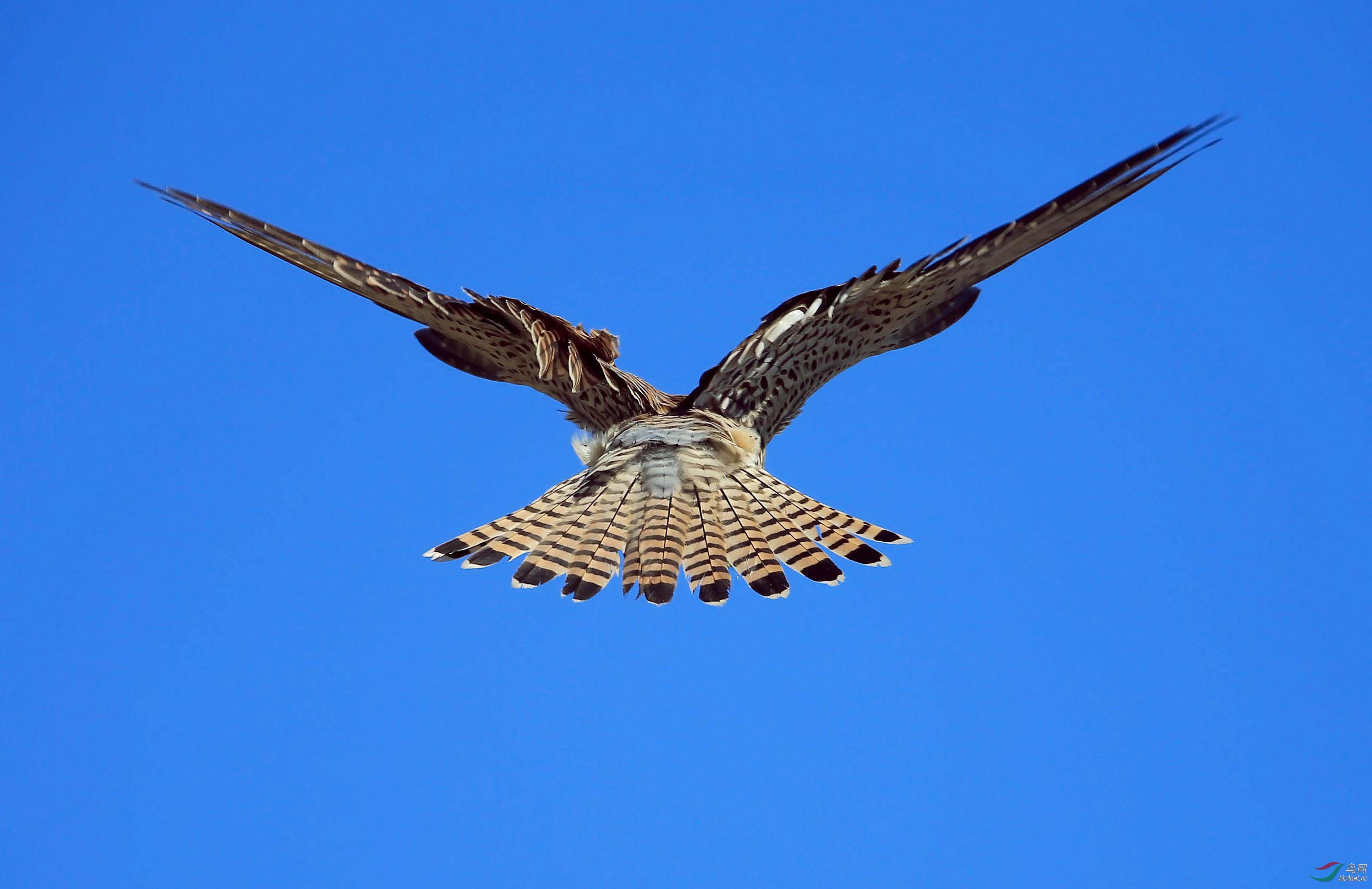 红隼翱翔蓝天俯视大地寻猎物重发