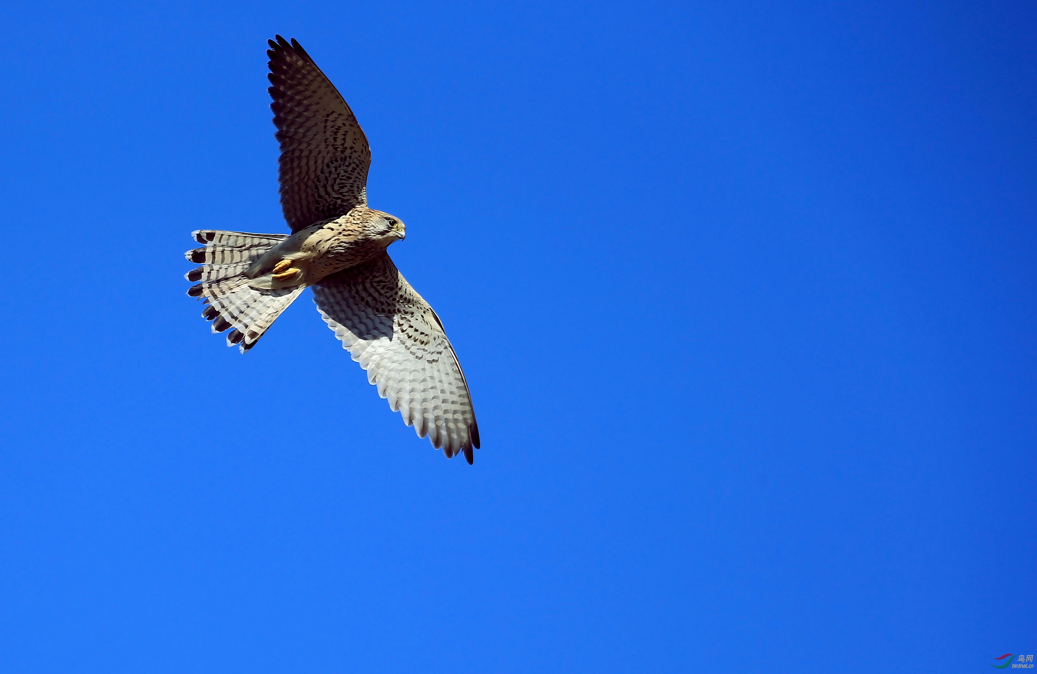 红隼翱翔蓝天俯视大地寻猎物重发