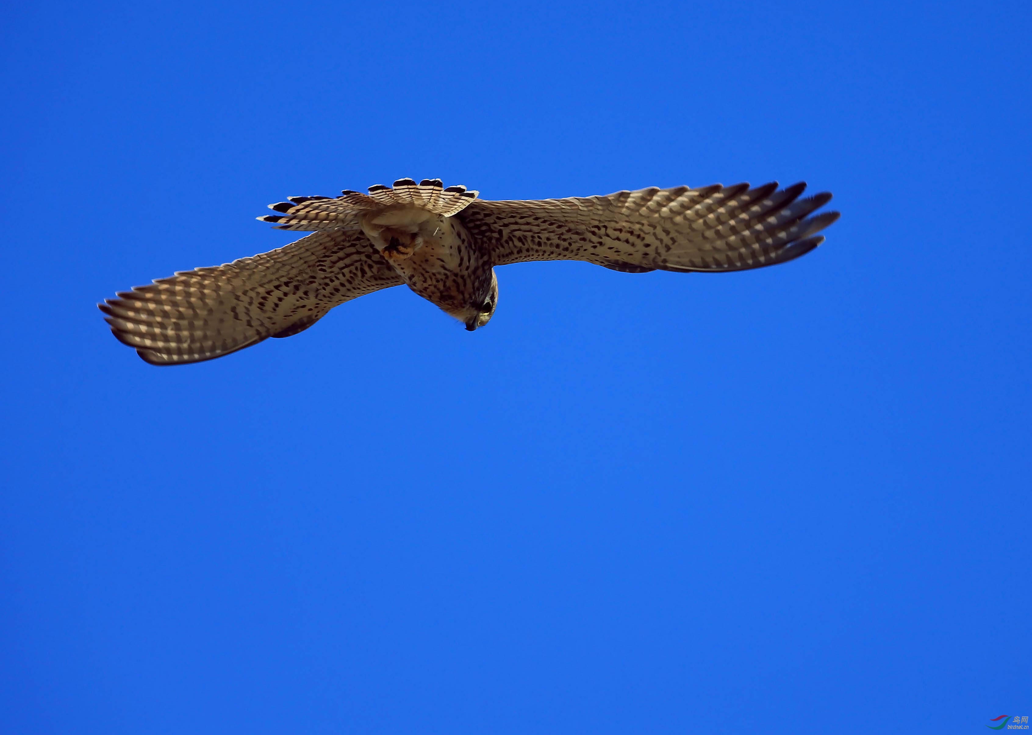 红隼翱翔蓝天俯视大地寻猎物重发
