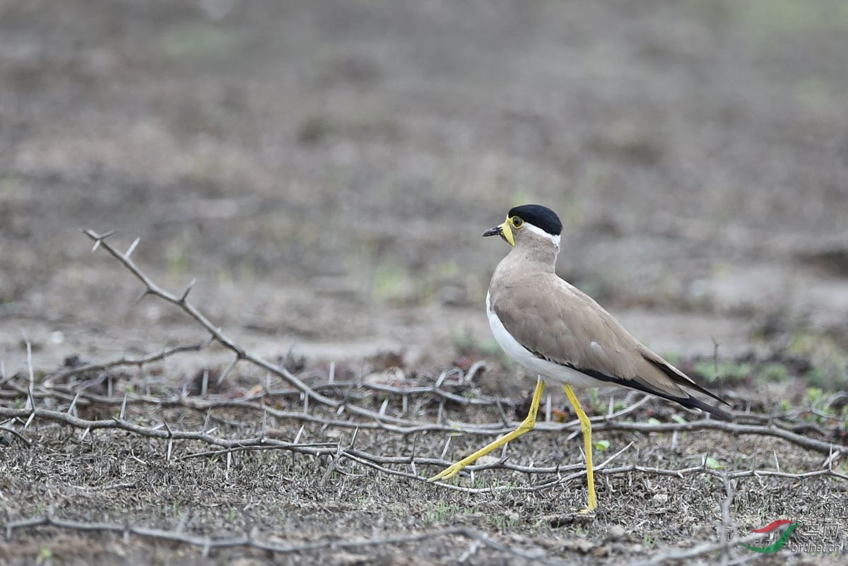 黄垂麦鸡(vanellus malabaricus)