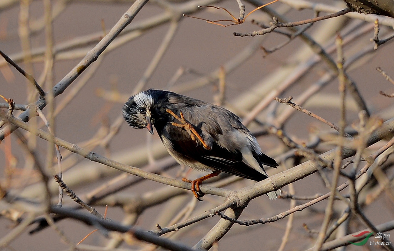 乱枝中的灰椋鸟