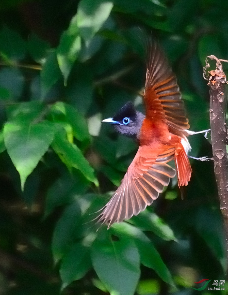 1沼泽山雀2蓝喉太阳鸟3红头长尾山雀4棕背伯劳5树麻雀6红嘴蓝鹊7黑