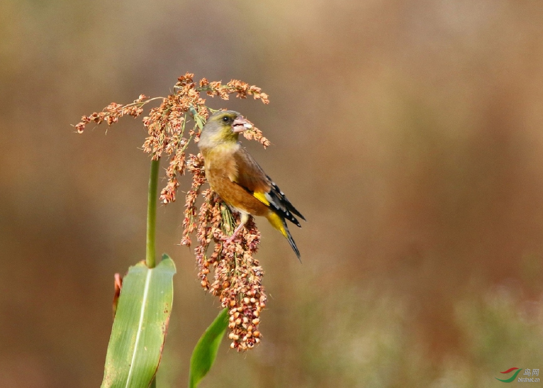 红高粱上的金翅雀