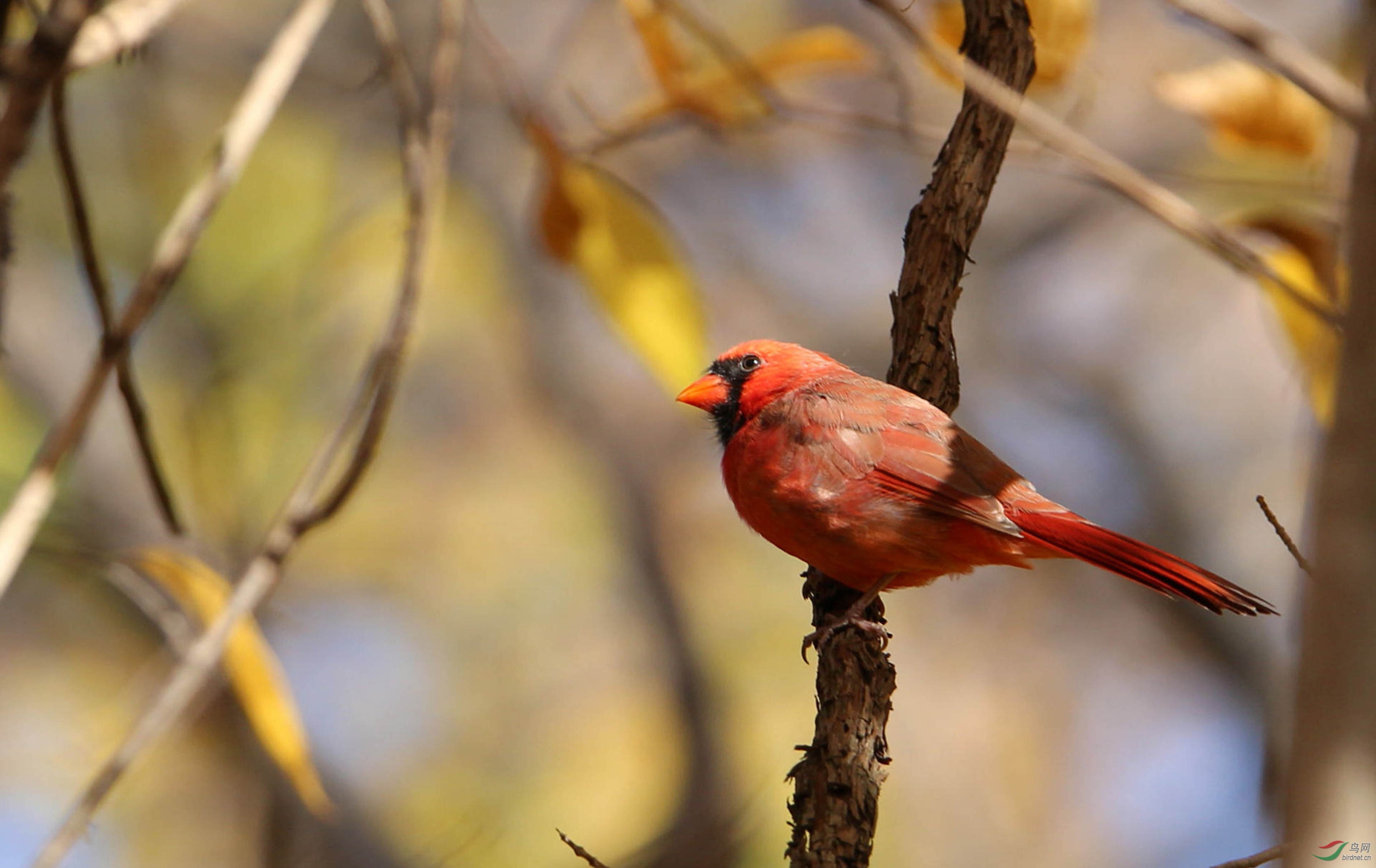 红雀——红衣主教