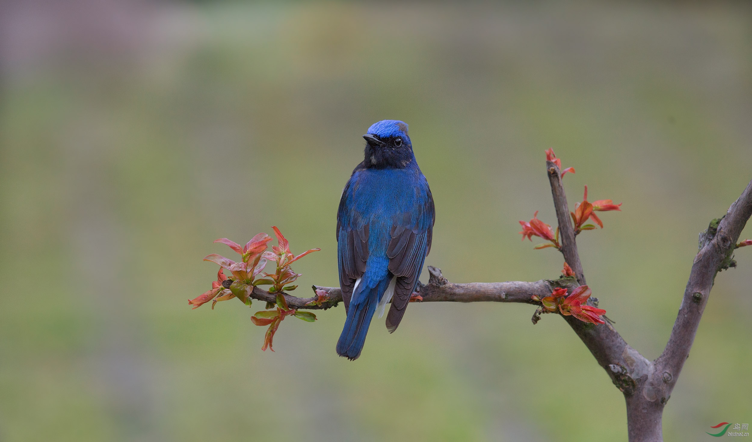 白腹蓝鹟白腹姬鹟