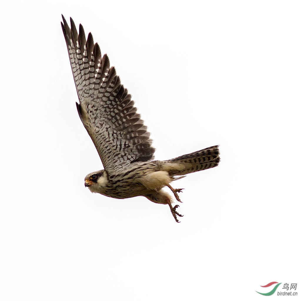 隼 071545oq3d66dodofkk5k6.jpg