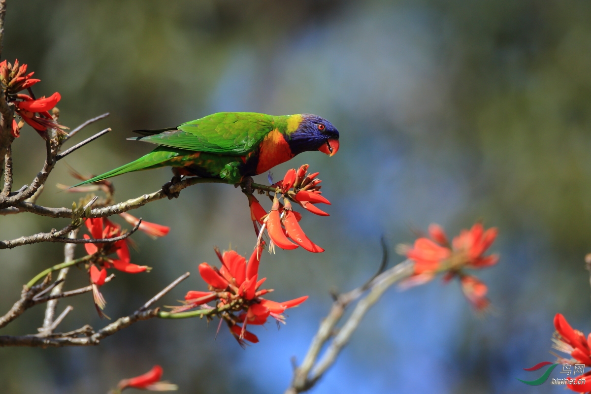 彩虹鹦鹉花鸟图