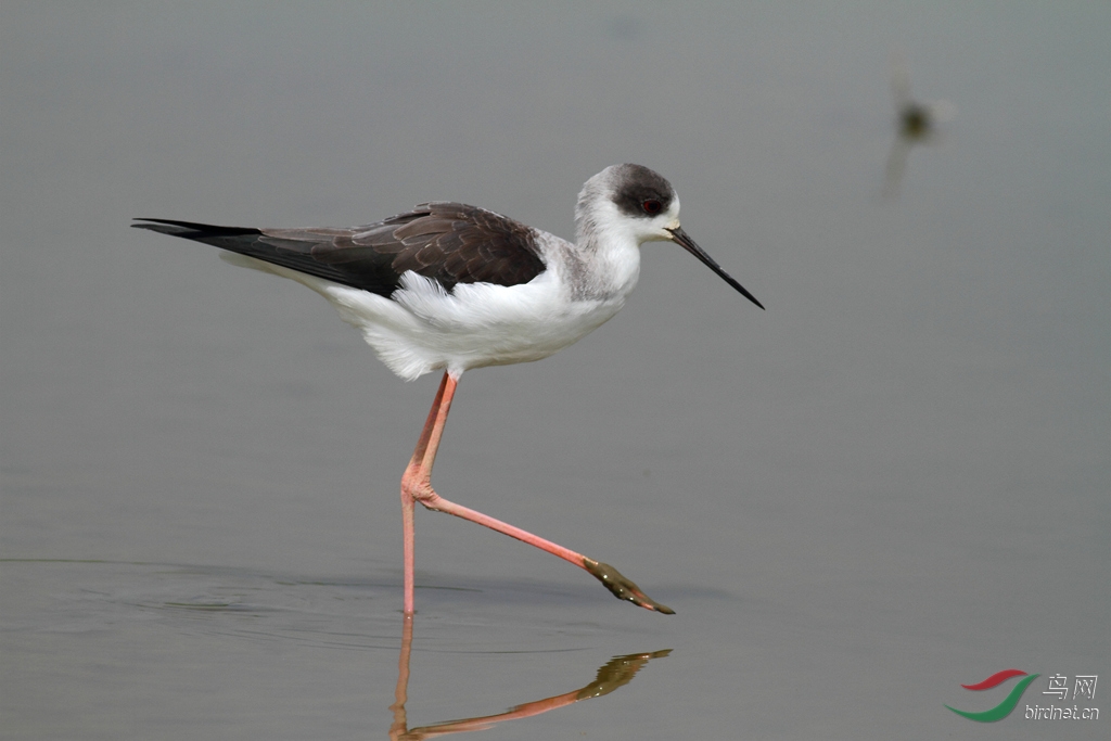 黑翅长脚鹬