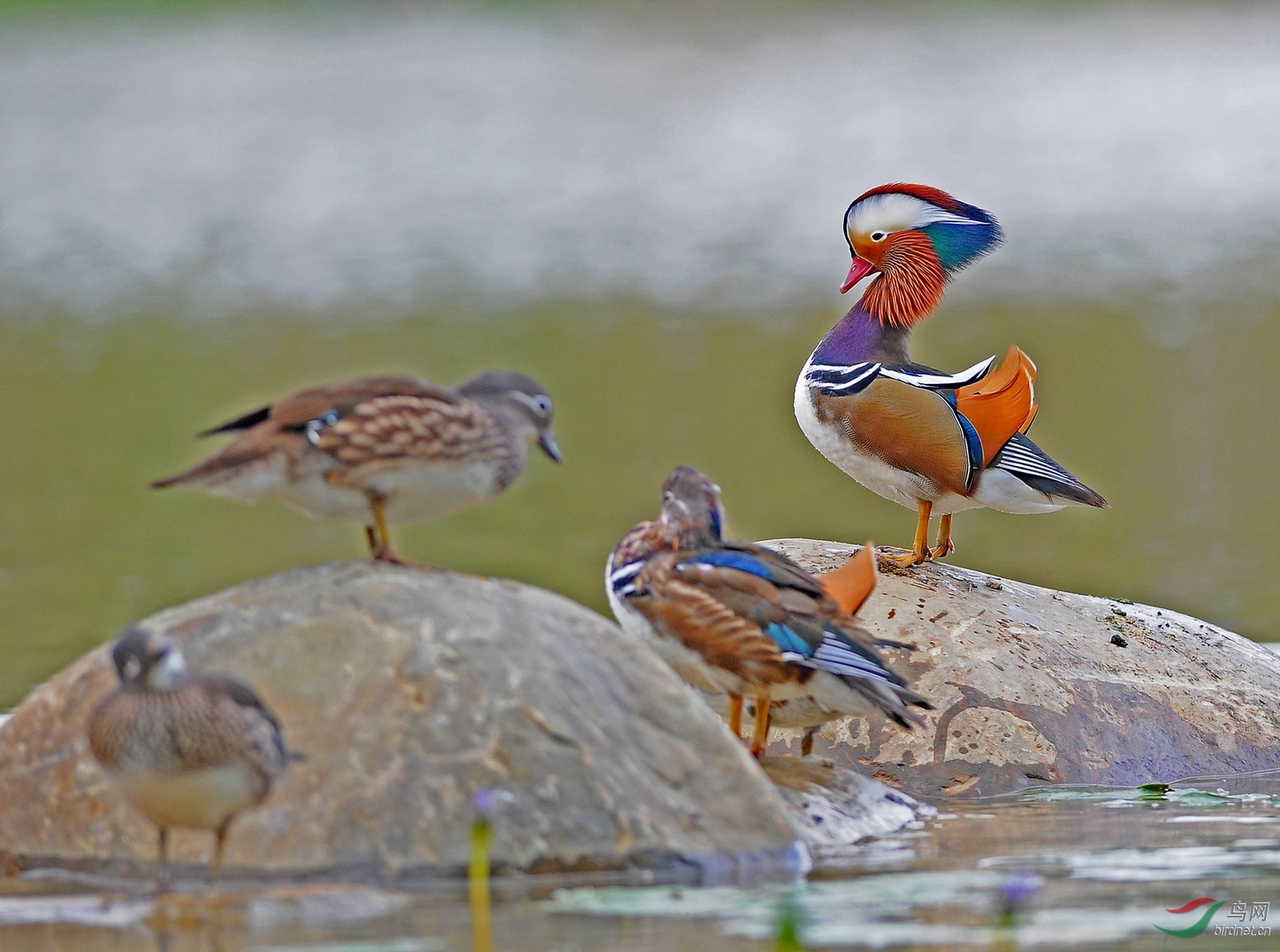 心猿意马雄鸳鸯