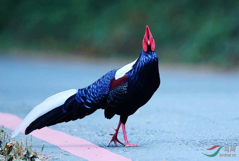 荷尔蒙的神奇作用蓝鹇
