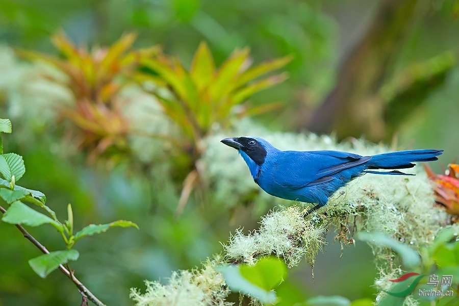 青绿蓝头鹊青绿蓝头鹊