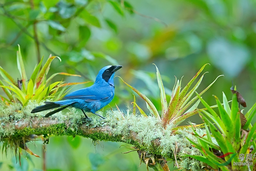 青绿蓝头鹊青绿蓝头鹊