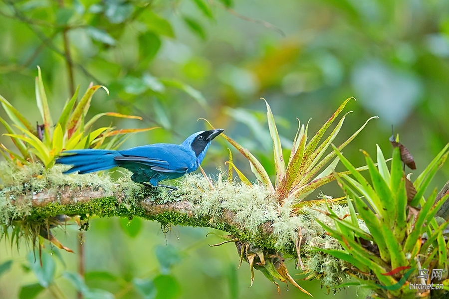 青绿蓝头鹊青绿蓝头鹊