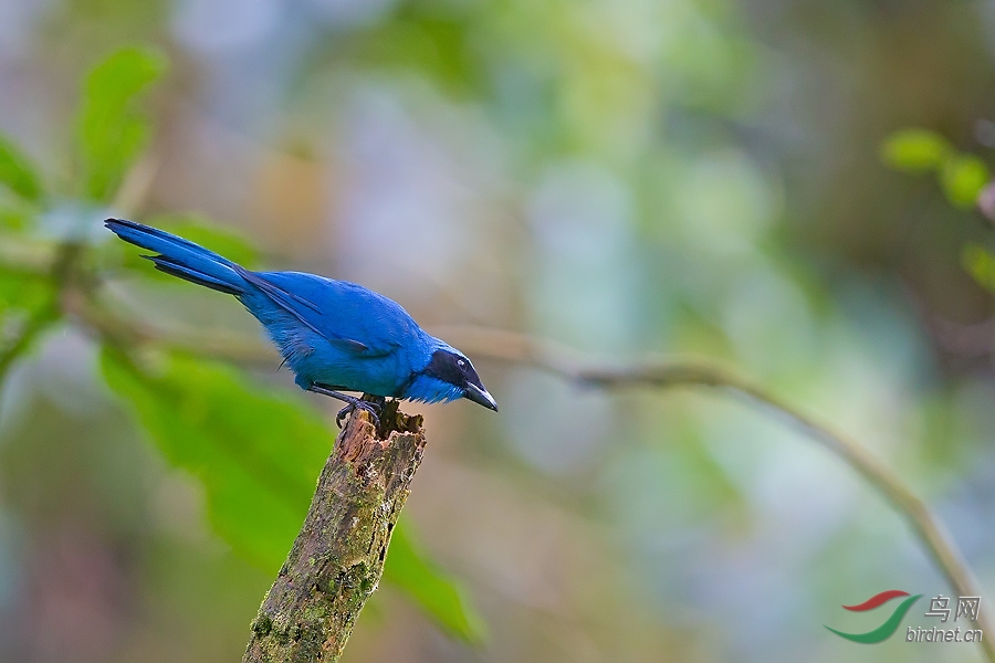 青绿蓝头鹊青绿蓝头鹊