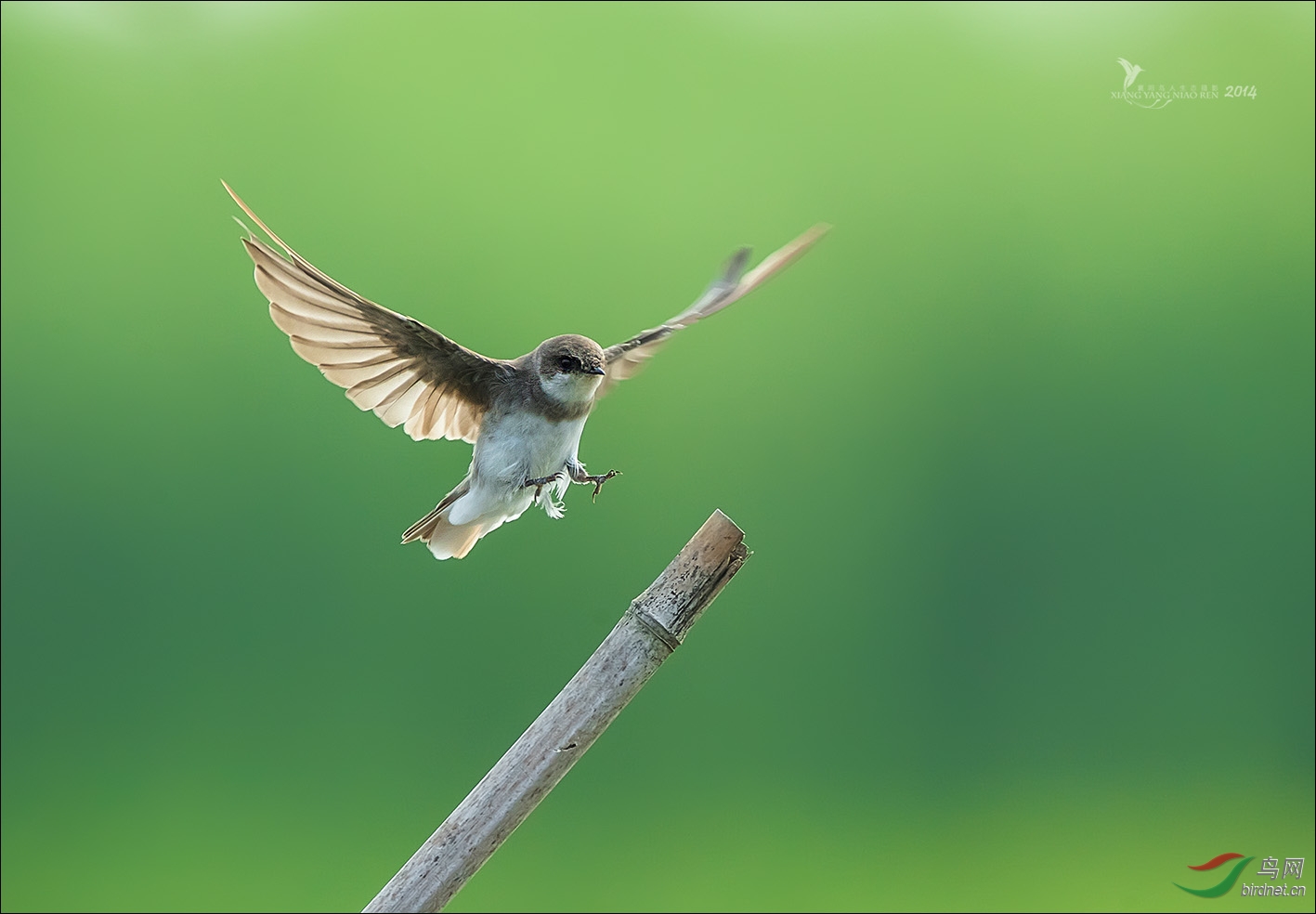 崖沙燕崖沙燕一组p1获鸟网首页精华