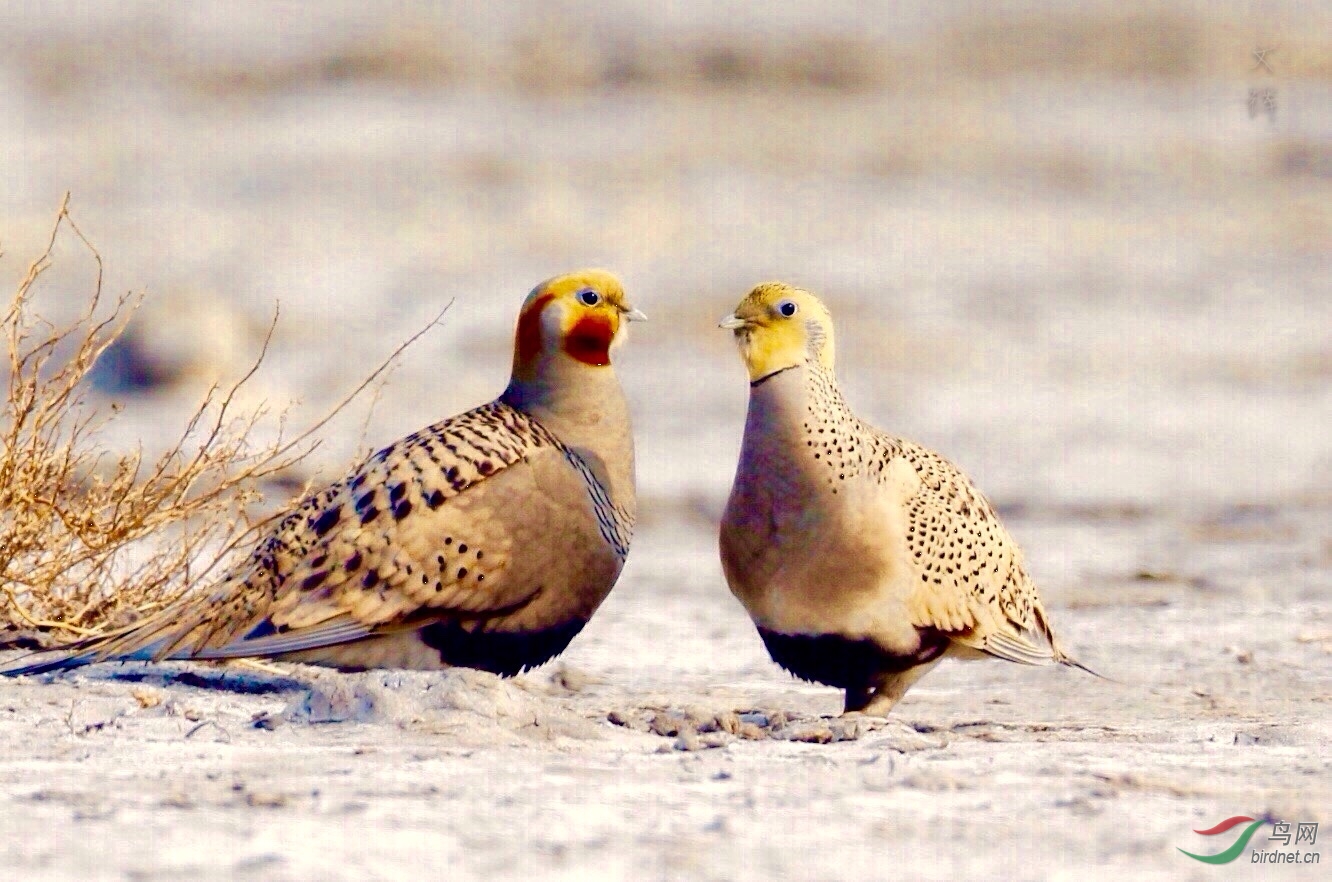 (毛腿沙鸡)毛腿沙鸡
