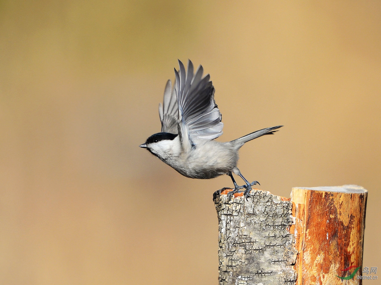 大山雀沼泽山雀