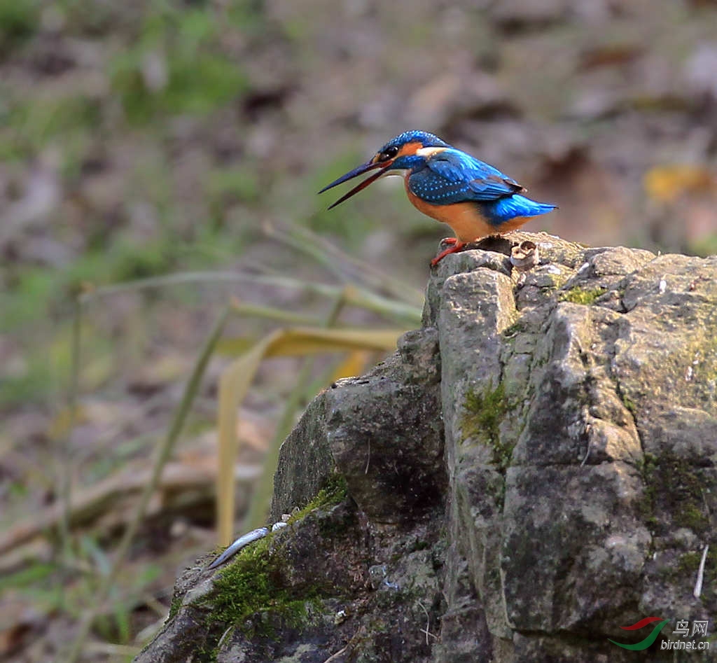 一心不能二用…