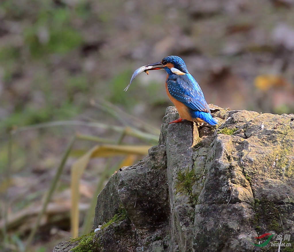 一心不能二用…