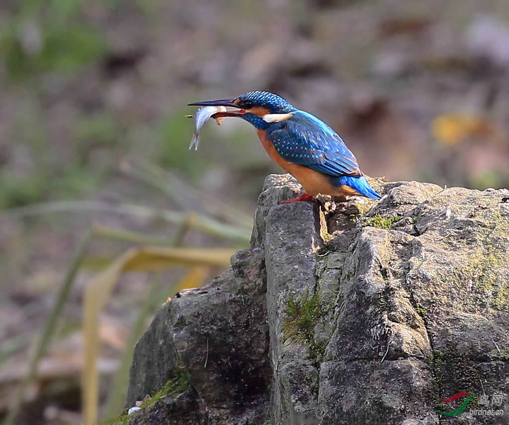 一心不能二用…