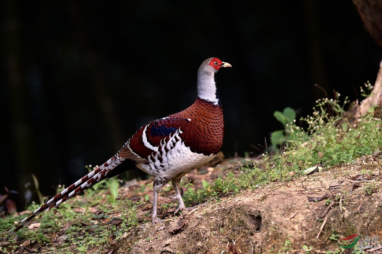 DSC_6312.jpg