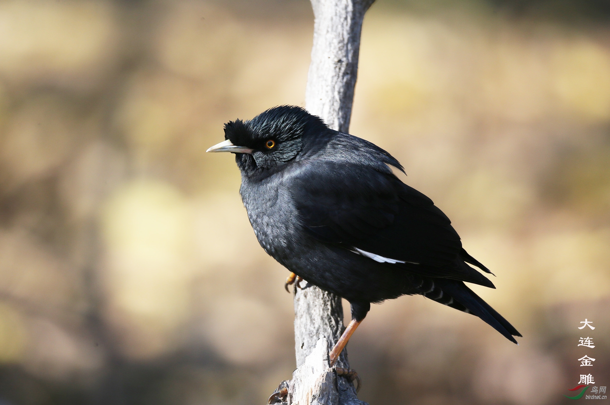 小黑哥——八哥