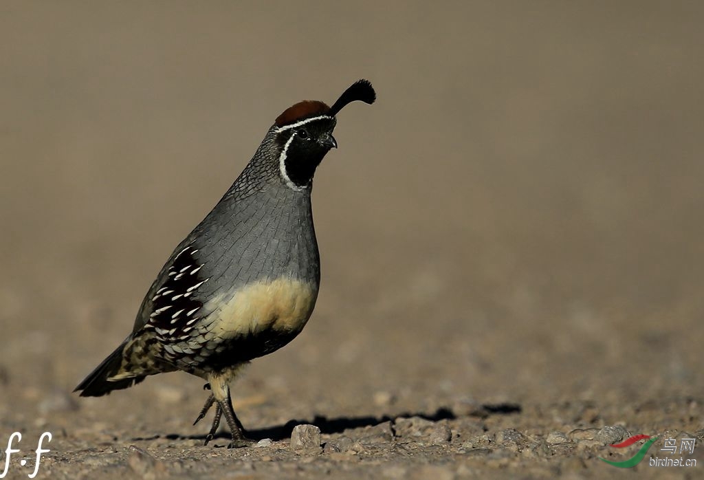 加州州鸟加州黑腹翎鹑gambelsquail