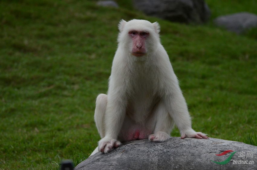 极少见的台湾白色猕猴