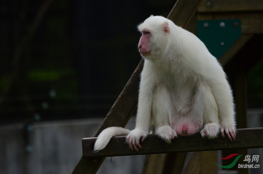 极少见的台湾白色猕猴