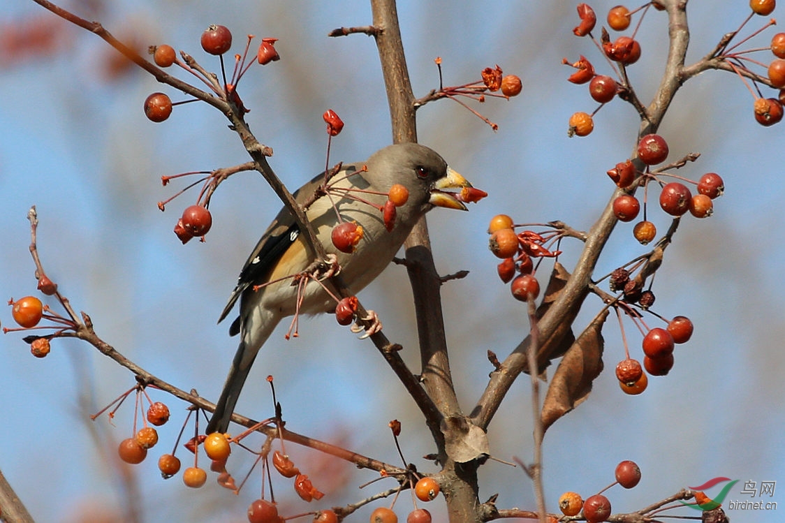 吃海棠果的黑头蜡嘴雀
