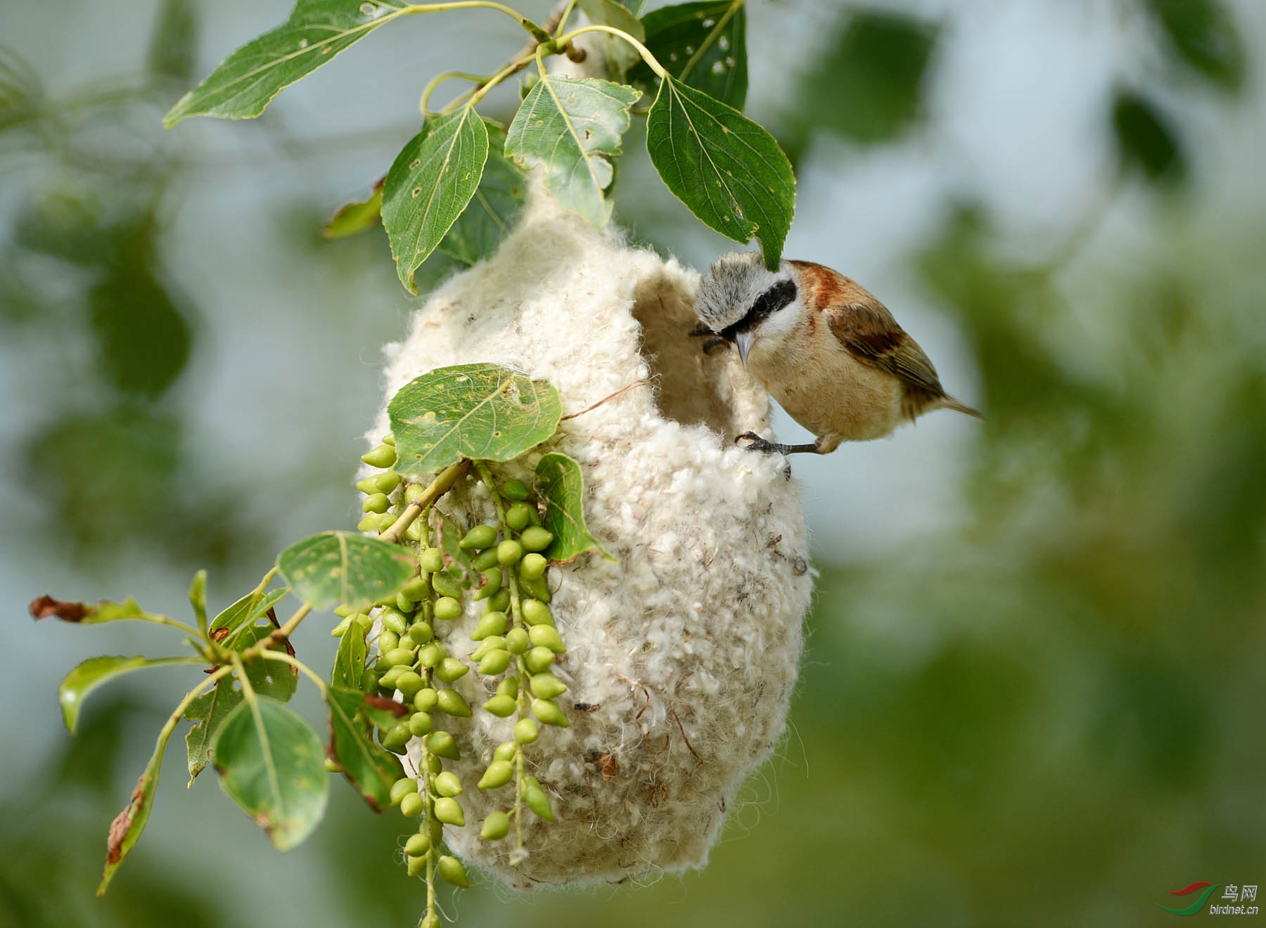 中华攀雀---筑巢