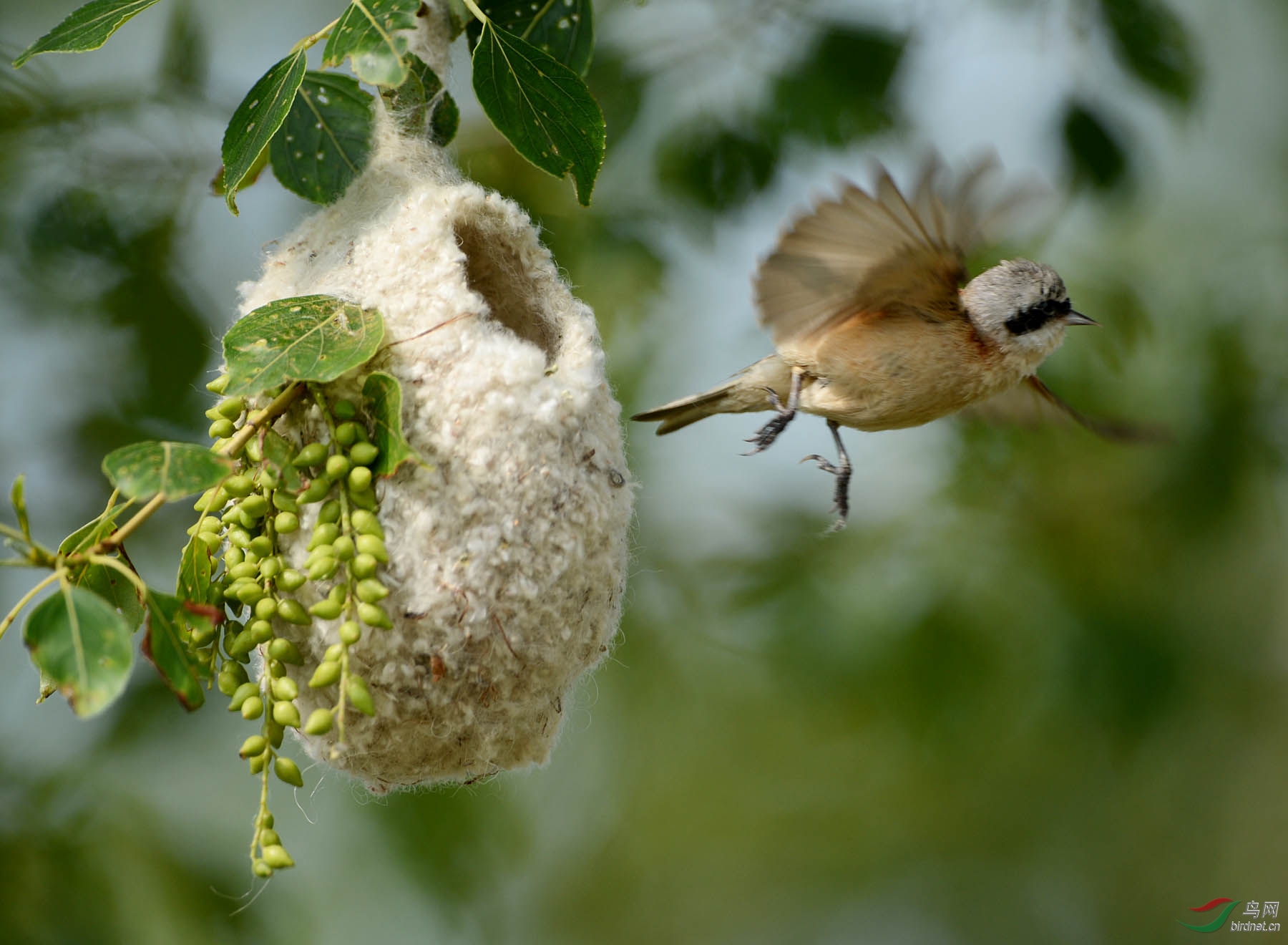 中华攀雀---筑巢