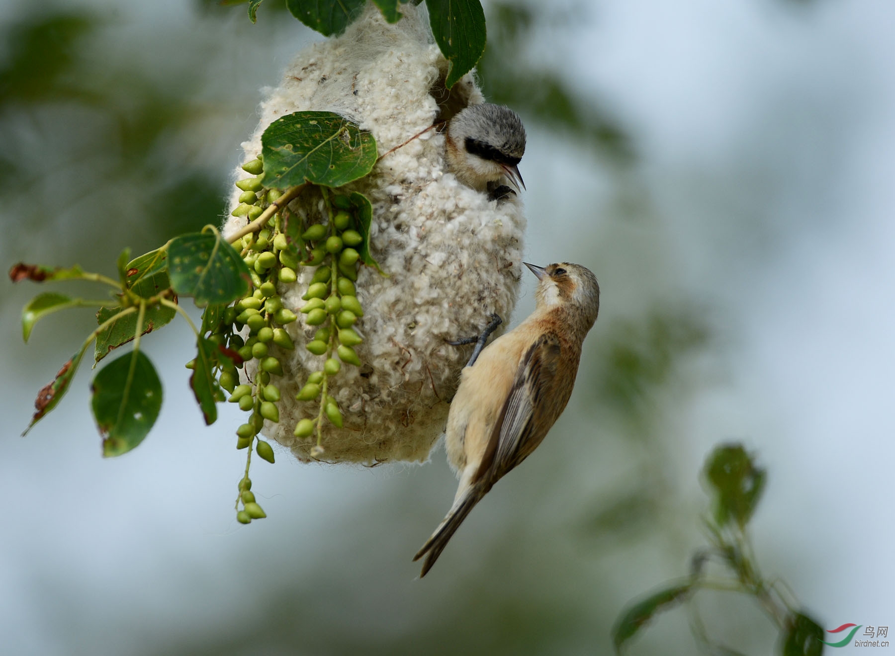 中华攀雀---筑巢
