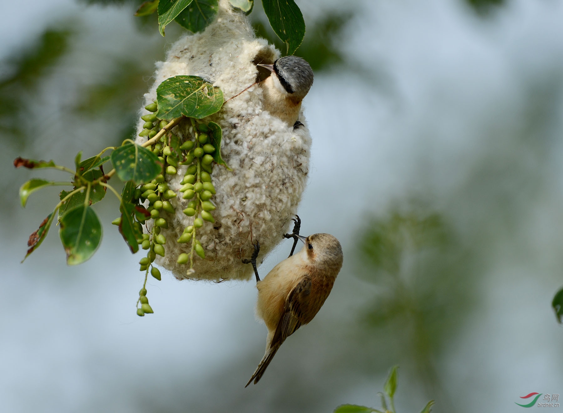 中华攀雀---筑巢
