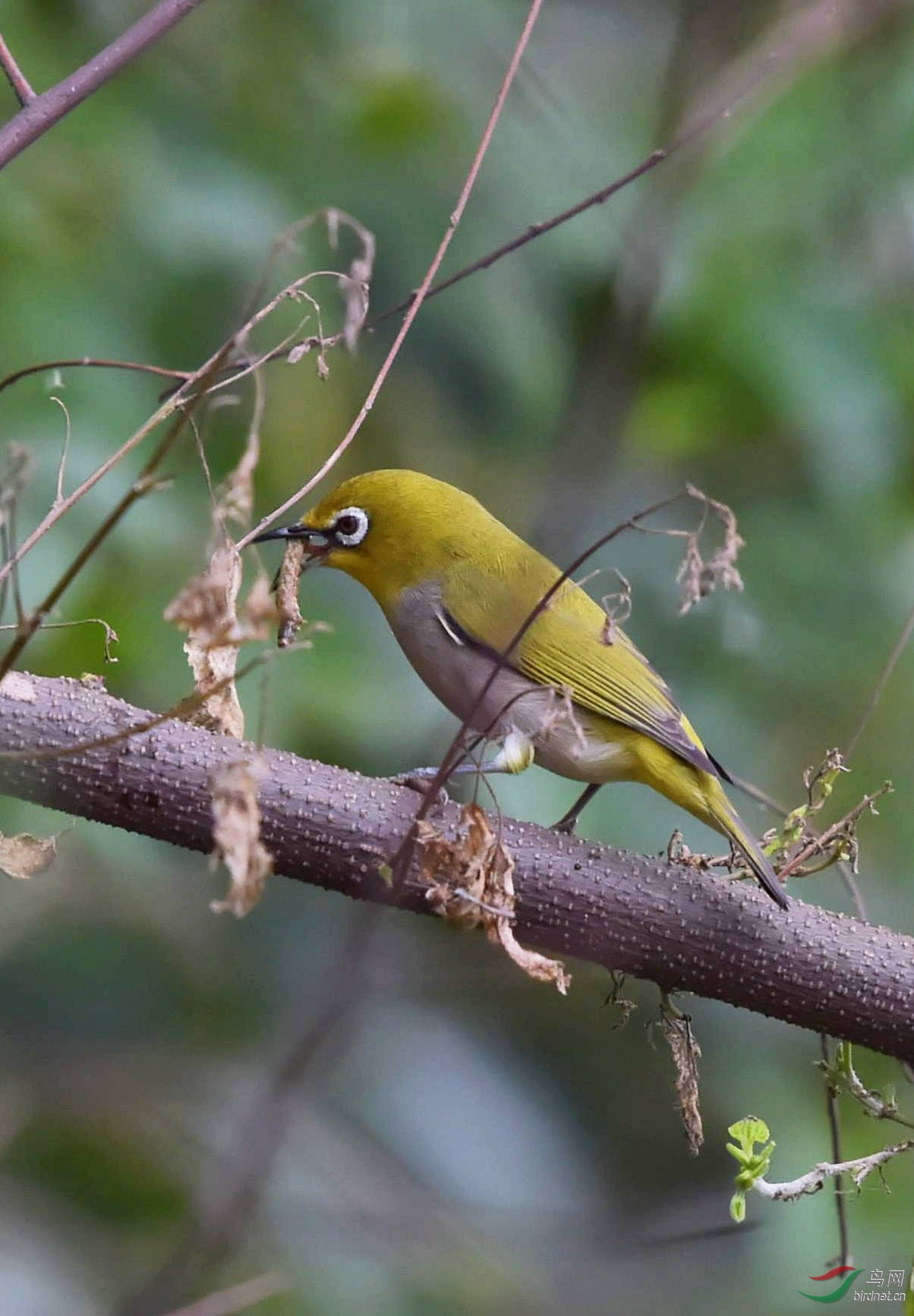 小虫难逃绣眼的金睛