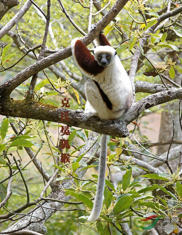 克氏冕狐猴 coquerel's sifaka.jpg