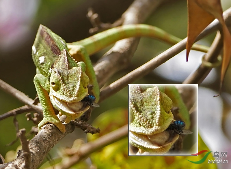 沃斯特里蒂避役(奥力士变色龙)雌3furcifer oustaleti.jpg