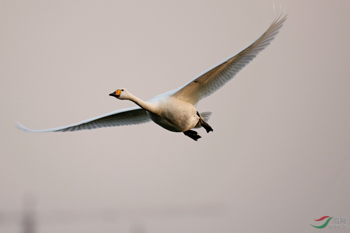 天鹅湖印象飞翔与徜徉