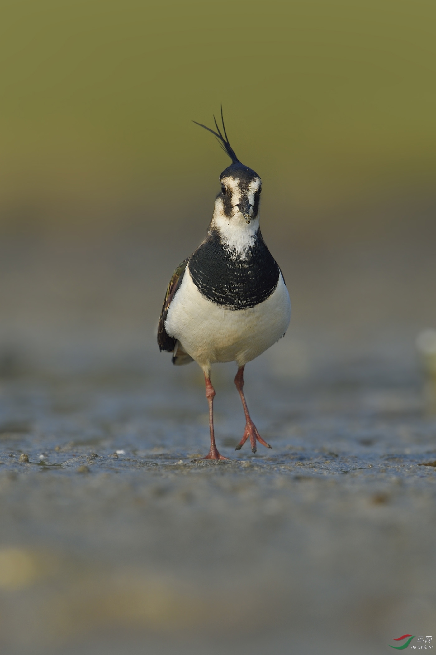 (凤头麦鸡)    凤头麦鸡 >>>