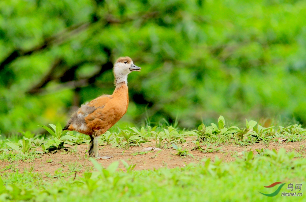 赤麻鸭幼鸟小赤麻鸭