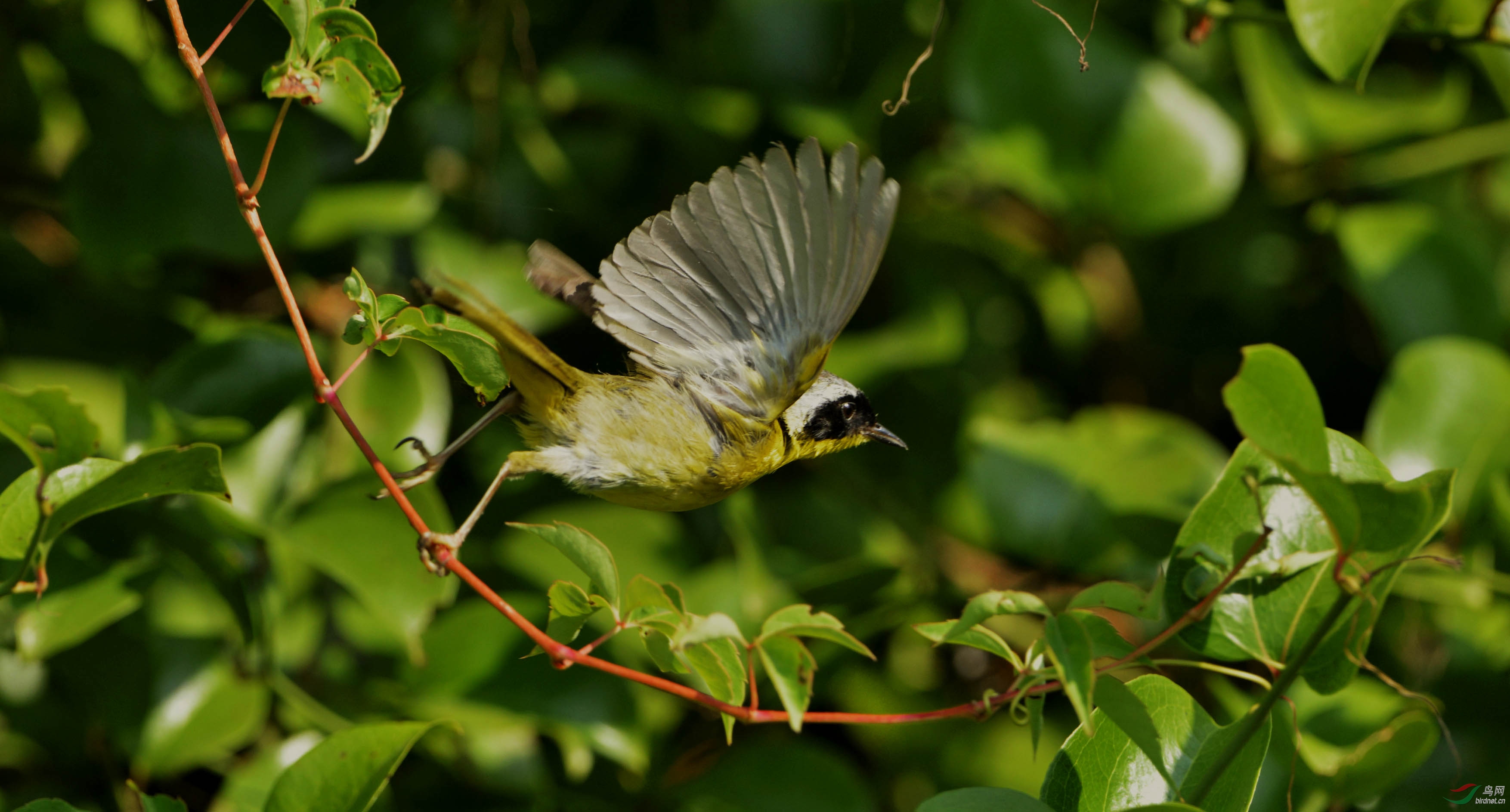黄喉地莺----歌间的小憩(下) - 拍鸟杂谈 talking about brid